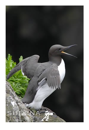  Guillemot   bird  take off  cliffs  Skellig Michael   Ireland  beak open  orange interior rocky outcrop  photograph  7 miles south west On Wings of Song.jpg On Wings of Song.jpg On Wings of Song.jpg On Wings of Song.jpg